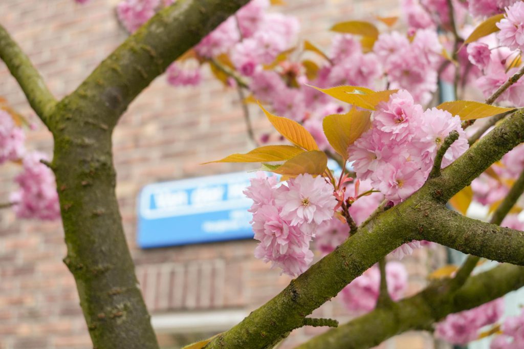 Beschrijving